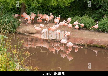 Fenicotteri rosa allo Zoo di Paignton, Devon, Inghilterra, Regno Unito. Foto Stock