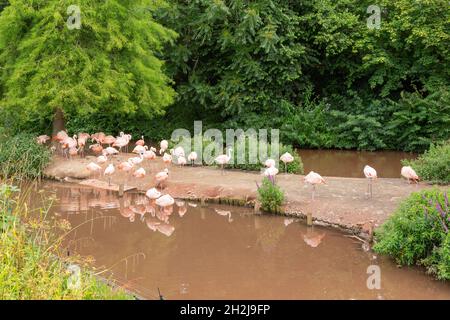 Fenicotteri rosa allo Zoo di Paignton, Devon, Inghilterra, Regno Unito. Foto Stock