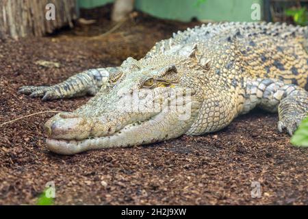 Coccodrillo di acqua salata allo Zoo di Paignton, Devon, Inghilterra, Regno Unito. Foto Stock