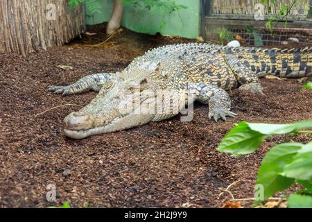 Coccodrillo di acqua salata allo Zoo di Paignton, Devon, Inghilterra, Regno Unito. Foto Stock