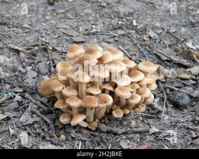 Un gruppo di toadsgools un segno di autunno Foto Stock