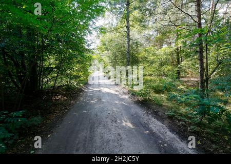 Una strada sterrata conduce attraverso la foresta tra molti pini e altri alberi. È un frammento di una vasta area forestale vicino al villaggio di Wilga in Polonia. Foto Stock