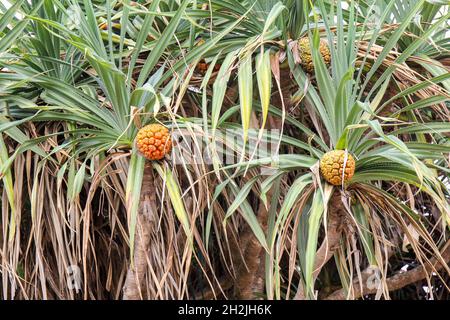 Pandano tropicale non commestibile o pandano (Pandanus odoratissimus L) che cresce da palme che crescono sull'isola di Taiwan Foto Stock