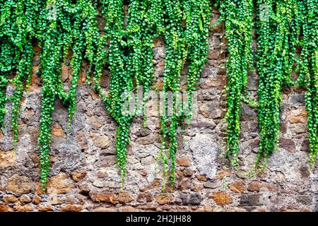 Edera comune (hedera helix) su un muro di mattoni Foto Stock