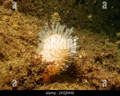 Un'immagine ravvicinata delle dita dell'uomo morto di corallo molle o Alcyonium digitatum. Foto dal Meteo Isole, Skagerrak Mare, Svezia Foto Stock