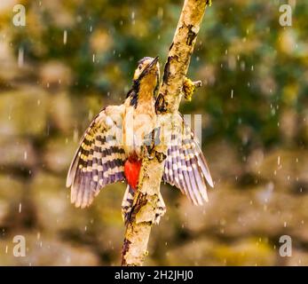 Great Spoted Woodpecker godersi la pioggia in Cotswolds, giardino del Regno Unito Foto Stock