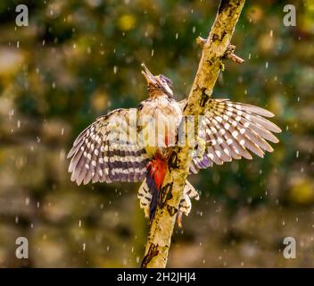 Great Spoted Woodpecker godersi la pioggia in Cotswolds, giardino del Regno Unito Foto Stock