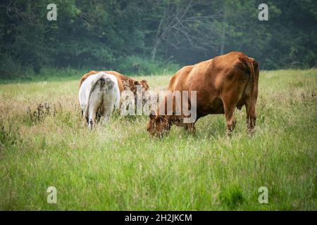 Due mucche pascolo pacificamente in un campo vicino Hythe Kent Foto Stock