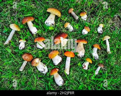 bellissimi funghi commestibili che giacciono sull'erba. vista dall'alto Foto Stock