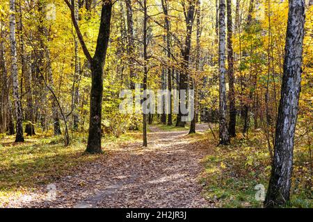 sentiero coperto di foglie cadute nella foresta del parco cittadino in sole giorno d'autunno Foto Stock