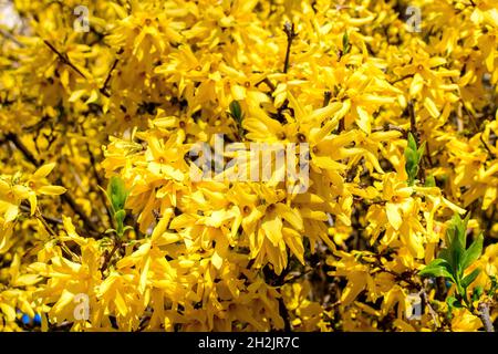 Primo piano di rami di un grande cespuglio di fiori gialli della pianta di Forsythia noto come albero di Pasqua, verso il cielo azzurro chiaro in un giardino in una sorgente soleggiata d Foto Stock