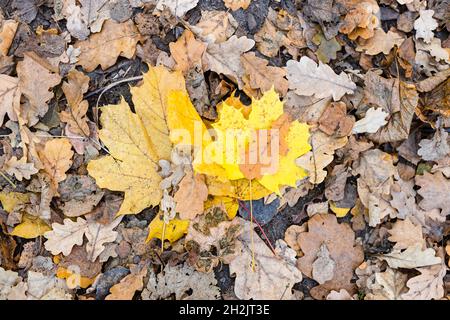 vista dall'alto delle foglie di acero giallo caduto su foglie di quercia marrone essiccate al prato nella foresta del parco cittadino il giorno d'autunno Foto Stock