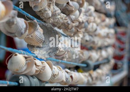 conchiglie su una corda Foto Stock