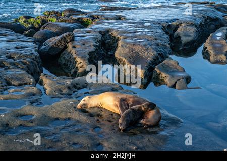 Un leone marino della California e un cucciolo di sole sulla costa rocciosa di Goldfish Point a la Jolla Cove 15 giugno 2021 a la Jolla, California. Foto Stock