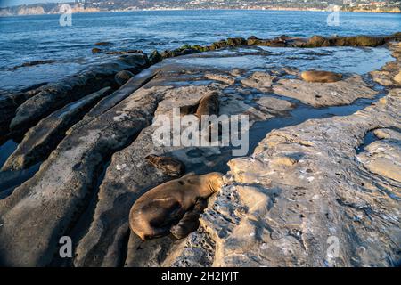 I leoni marini della California e i loro cuccioli si prendere il sole sulla costa rocciosa di Goldfish Point a la Jolla Cove 15 giugno 2021 a la Jolla, California. Foto Stock