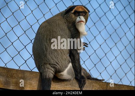 De Brazza scimmia Cercopithecus zanectus dall'Africa in cattività, isolato fossato in uno zoo. Foto Stock