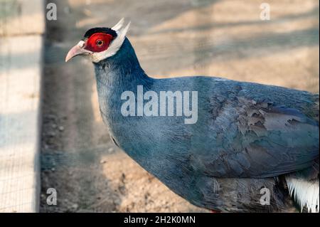 Fagiano azzurro in alto, fagiano in una gabbia, ornitologia e zoo. Foto Stock