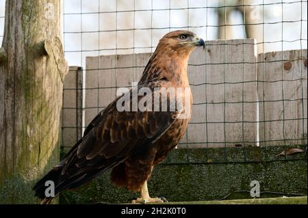 Steppa buzzard di un certo numero di falconi, un uccello del libro rosso che vive in zone montane e steppa. Foto Stock