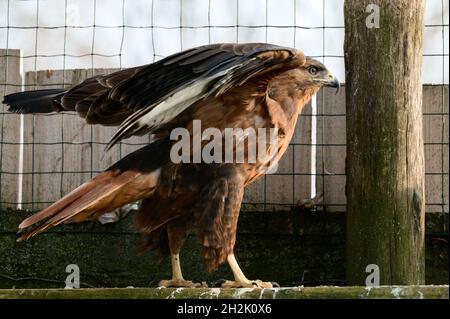 Steppa buzzard di un certo numero di falconi, un uccello del libro rosso che vive in zone montane e steppa. Foto Stock