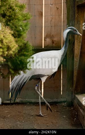 Ritratto di un uccello nello zoo, Anthropoides virgo, un uccello bloccato in una gabbia. Foto Stock