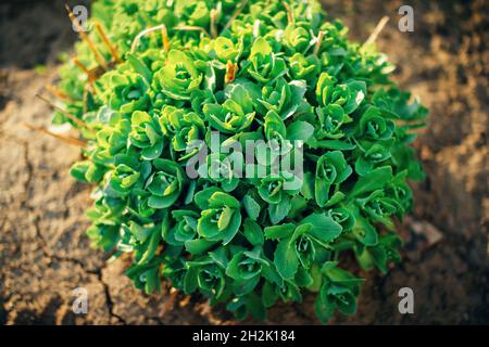 Cespuglio fresco di stonecrop che cresce con foglie verdi nel giardino Foto Stock