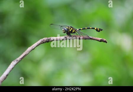 Fotografia Dragonfly Foto Stock