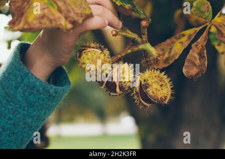 Frutti di castagno in buccia di ricciolo nelle mani di una ragazza in un cappotto autunnale Foto Stock