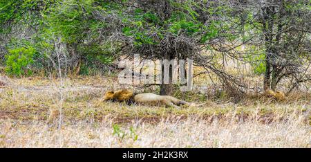 Lion dorme nel Parco Nazionale del Kruger in Sud Africa al safari in Mpumalanga. Foto Stock