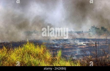 Combustione agricola. Gli agricoltori bruciano paglia di riso secco in campi drenati, campi sono aggiornati, fuoco campo prescritto. Coltivazione di patch vietnamita Foto Stock