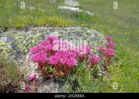 Stonecrop caucasico, stonecrop a due file (Sedum spurium) sui pascoli alpini degli affioramenti rocciosi. Caucaso settentrionale. 2500 m A.S. L. Antispro ancestrale Foto Stock