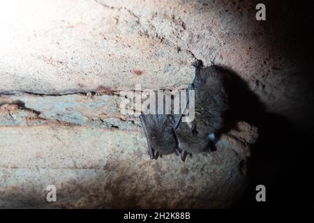 Svernamento (ibernazione) di pipistrelli nelle cave dell'Europa del nord-est. Probabilmente pipistrello di Whiskered (Myotis mystacinus) Foto Stock