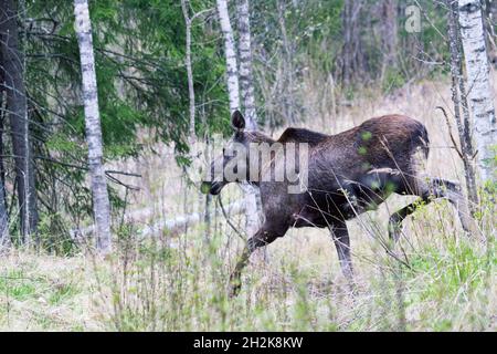 Moose madre di due calve di alci attraversa la strada forestale, al confine della foresta. Metà maggio nelle foreste boree settentrionali come il tempo di calving Foto Stock