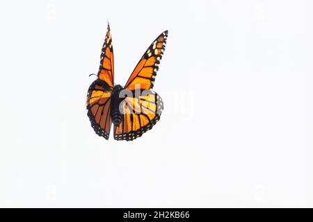 Volo delle farfalle Monarch durante la migrazione autunno ottobre Foto Stock