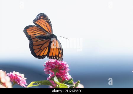 Volo delle farfalle Monarch durante la migrazione autunno ottobre Foto Stock