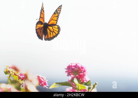 Volo delle farfalle Monarch durante la migrazione autunno ottobre Foto Stock