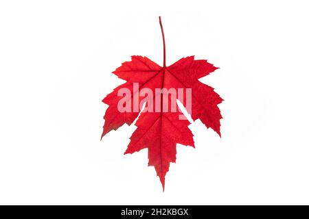 Foglia di acero rosso in autunno su sfondo chiaro Foto Stock