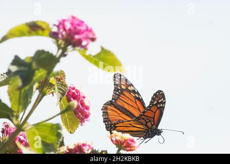 Volo delle farfalle Monarch durante la migrazione autunno ottobre Foto Stock