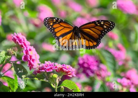 Volo delle farfalle Monarch durante la migrazione autunno ottobre Foto Stock