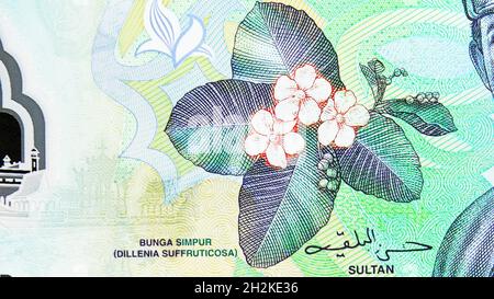 1 banconota da Ringgit/Dollar Polymer, Bank of Brunei Darussalam, closeup Bill Fragment mostra Simpor Bini (Dillenia suffruticosa), emessa nel 2013 Foto Stock