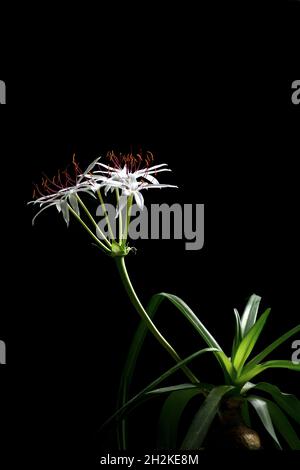 Foto giglio crinum bianco Foto Stock