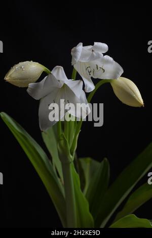 Foto giglio crinum bianco Foto Stock