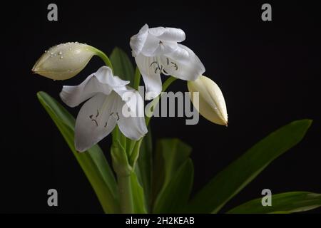 Foto giglio crinum bianco Foto Stock