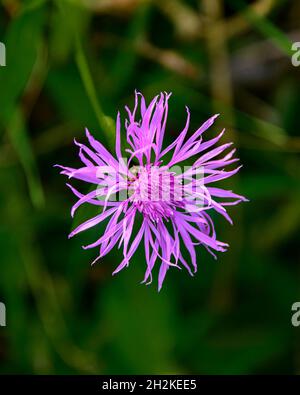 Fioritura inginocchiata sul sentiero della foresta autunnale Foto Stock