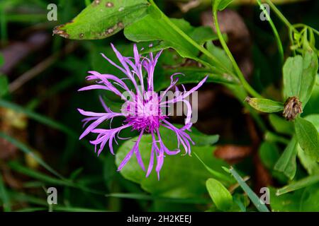 Fioritura inginocchiata sul sentiero della foresta autunnale Foto Stock