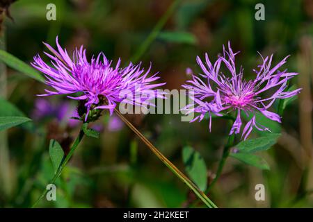 Fioritura inginocchiata su sentiero forestale autunnale (composito) Foto Stock