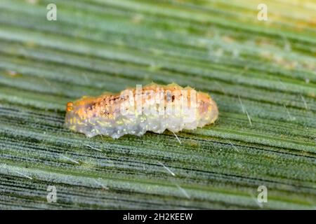 Hoverflies, chiamato anche mosche di fiori o mosche di sciroppo, compongono la famiglia di insetti Syrphidae - larva su una foglia di mais. Sono il nemico naturale dell'afide Foto Stock