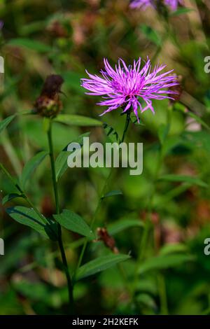 Fioritura inginocchiata sul sentiero della foresta autunnale Foto Stock