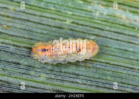 Hoverflies, chiamato anche mosche di fiori o mosche di sciroppo, compongono la famiglia di insetti Syrphidae - larva su una foglia di mais. Sono il nemico naturale dell'afide Foto Stock
