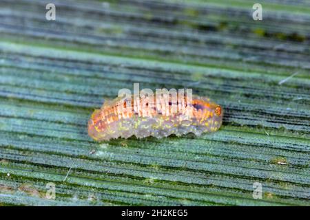 Hoverflies, chiamato anche mosche di fiori o mosche di sciroppo, compongono la famiglia di insetti Syrphidae - larva su una foglia di mais. Sono il nemico naturale dell'afide Foto Stock