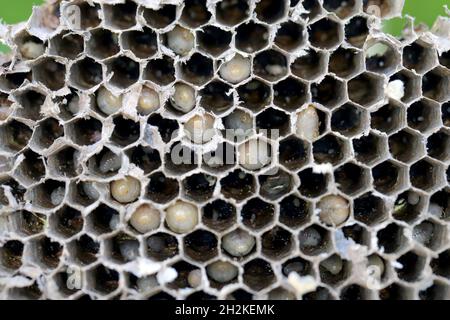 Celle esagonali con larve di comune wasp (Vespula vulgaris). Centro esposta di vespa's Nest con larve visble, nelle prime fasi di costruzione Foto Stock